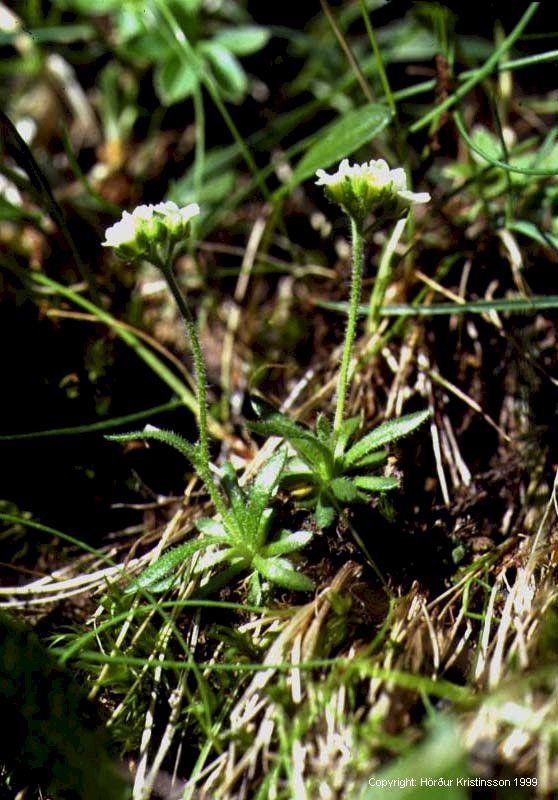 Mynd af Hagavorblóm (Draba norvegica) Mynd af Hagavorblóm (Draba norvegica)