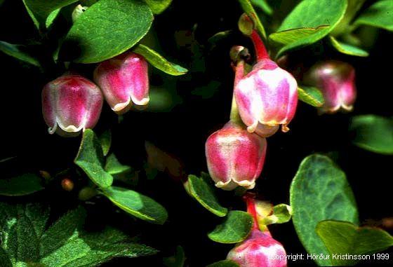 Mynd af Bláberjalyngi (Vaccinium uliginosum)