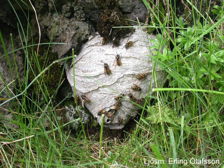 Trjágeitungur - Dolichovespula norwegica