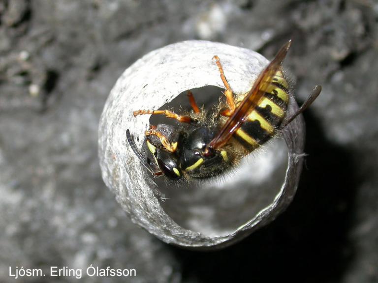 Trjágeitungur - Dolichovespula norwegica