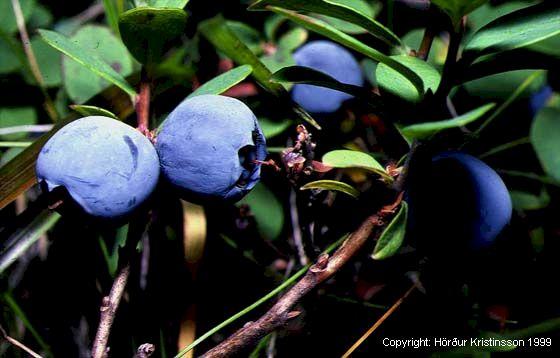 Mynd af Bláberjalyngi (Vaccinium uliginosum)