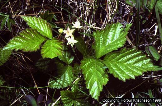Mynd af Hrútaberi (Rubus saxatilis)