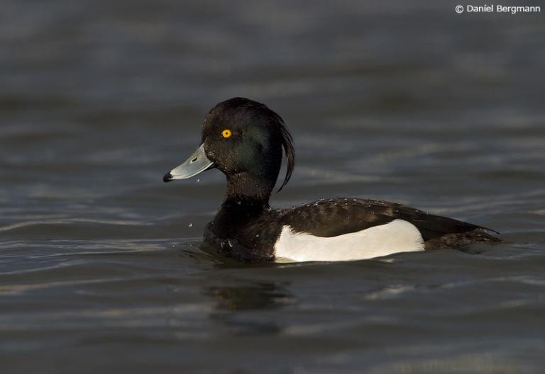 Skúfönd (Aythya fuligula)