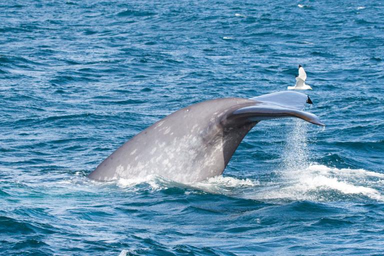 Steypireyður (Balaenoptera musculus)