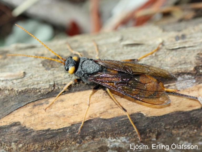 Beltjasveðja - Urocerus gigas