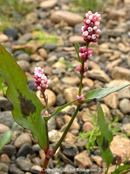 Mynd af Flóajurt (Persicaria maculosa)