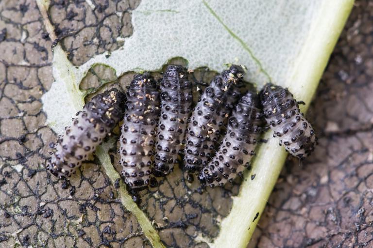 Asparglytta – Phratora vitellinae