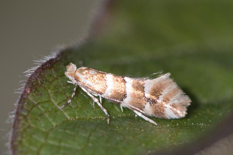 Toppagullmölur – Phyllonorycter emberizaepenellus