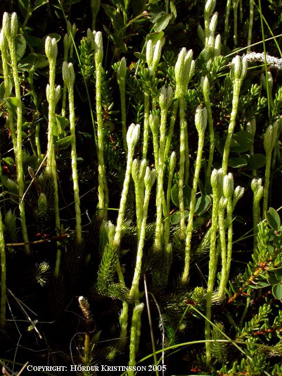 Mynd af Burstajafna (Lycopodium clavatum)