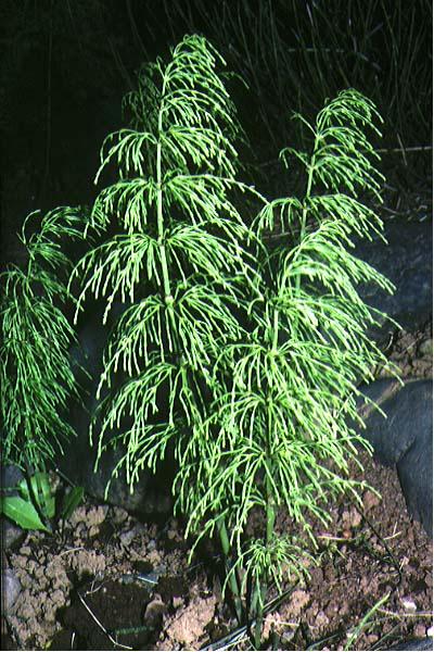 Mynd af Skógelftingu (Equisetum sylvaticum)