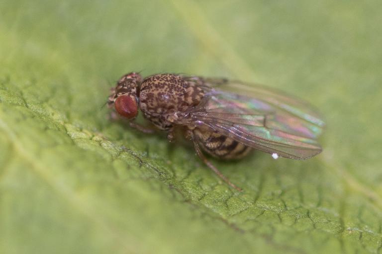 Soragerla – Drosophila repleta