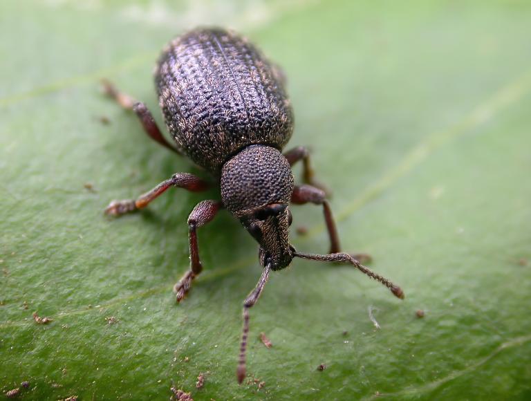 Hélukeppur – Otiorhynchus nodosus Hélukeppur – Otiorhynchus nodosus