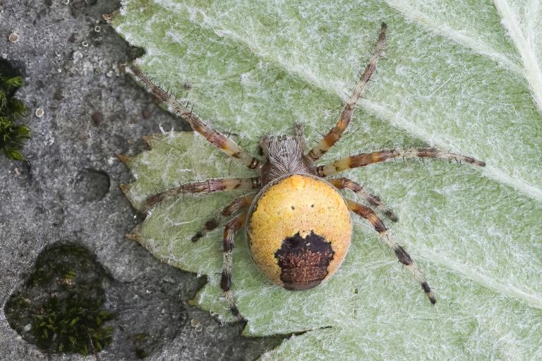 Skartkönguló – Araneus marmoreus Skartkönguló – Araneus marmoreus