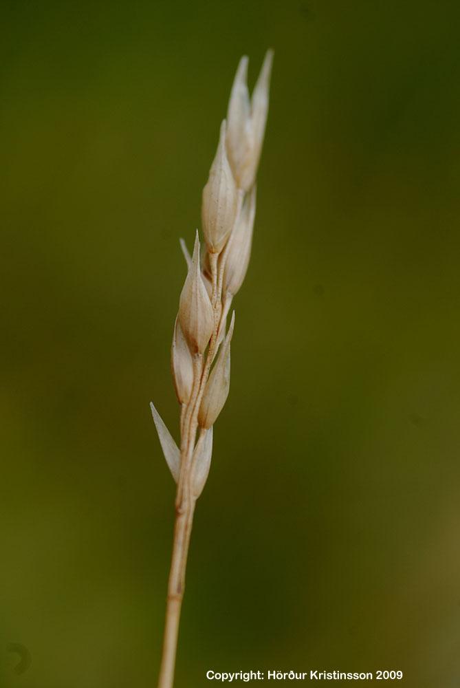 Mynd af Knjápunti (Danthonia decumbens)