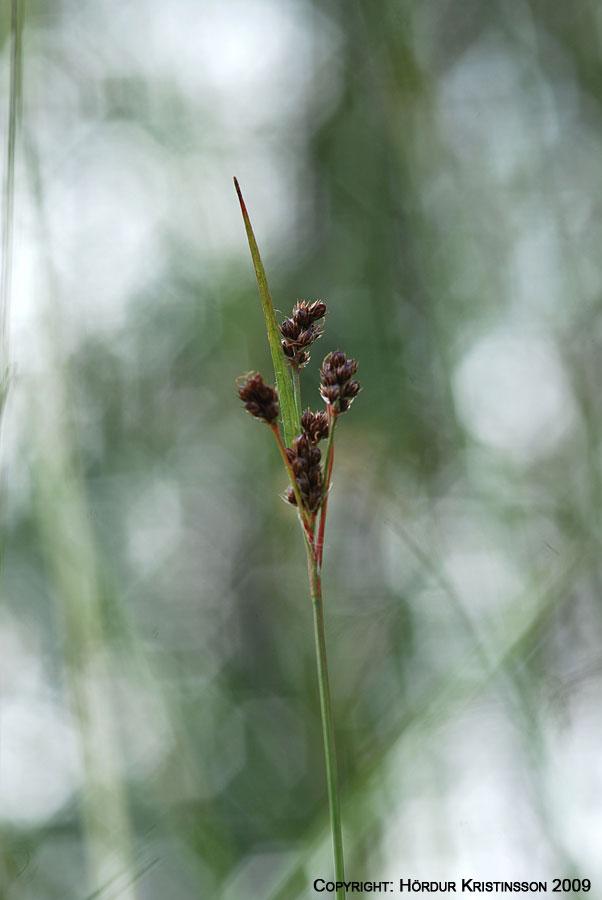 Mynd af Vallhæru (Luzula multiflora)