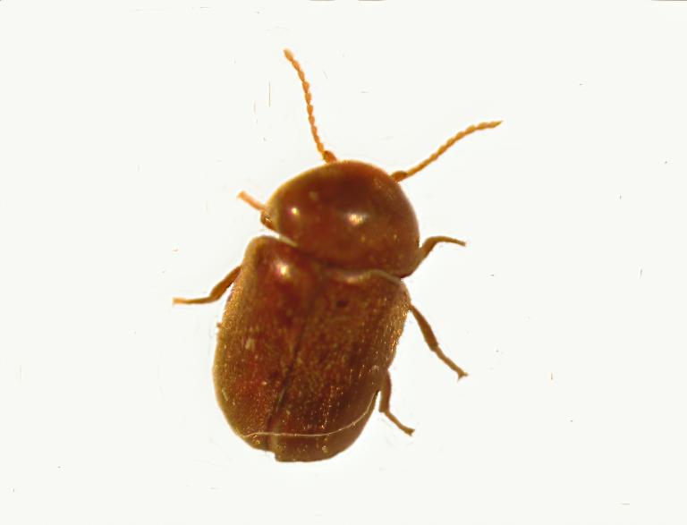 Tóbakstítla – Lasioderma serricorne