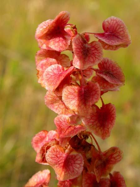 Mynd af Njóli (Rumex longifolius)