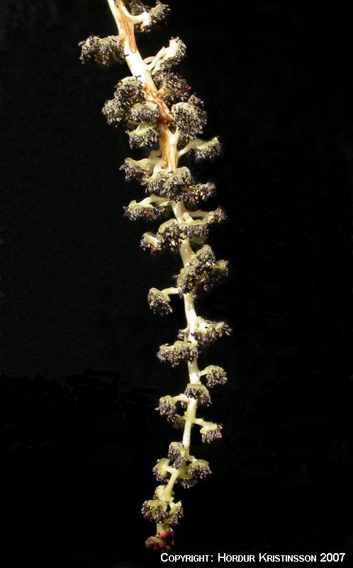 Mynd af Alaskaösp (Populus trichocarpa)