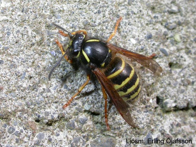 Trjágeitungur - Dolichovespula norwegica