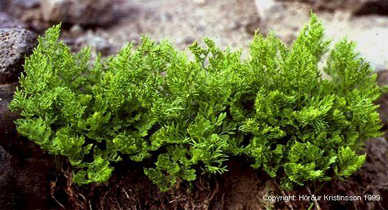 Mynd af Hlíðaburkni (Cryptogramma crispa)