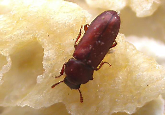 Kornbjalla – Tribolium castaneum
