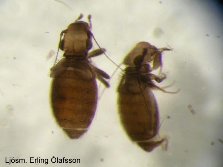 Skræðulús, 1 mm. Mynd tekin í gegnum víðsjá af dauðum lúsum. ©EÓ