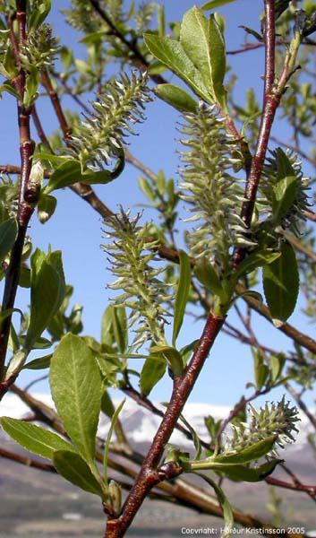 Mynd af Viðja (Salix myrsinifolia) Mynd af Viðja (Salix myrsinifolia)