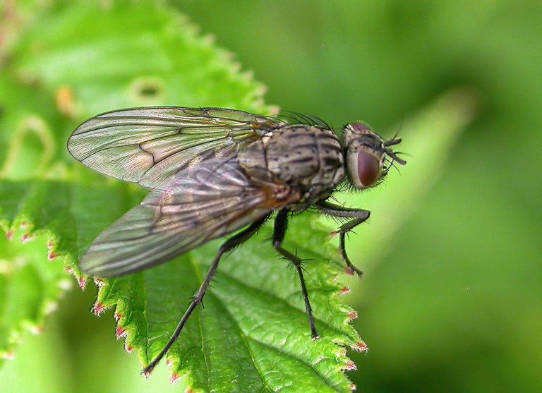 Gistifluga – Helina annosa