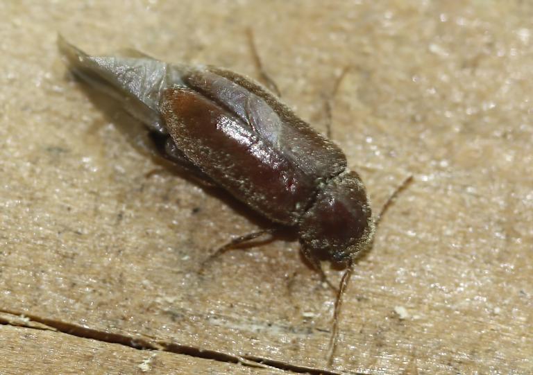 Barkartítla – Ernobius mollis