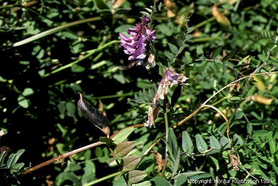 Mynd af Giljaflækja (Vicia sepium)