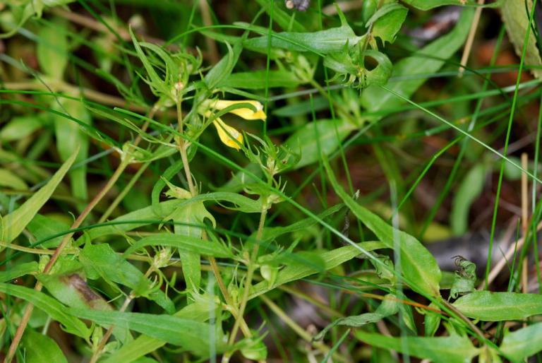 Mynd af Engjakambjurt (Melampyrum pratense)