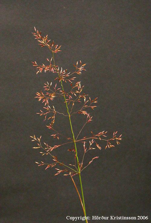 Mynd af Hálíngresi (Agrostis capillaris)