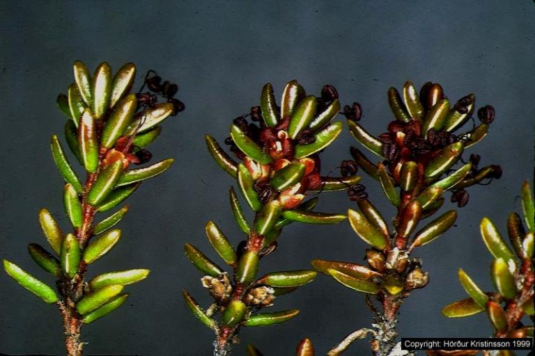 Mynd af Krækilyngi (Empetrum nigrum)