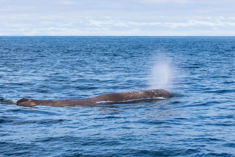 Búrhvalur (Physeter macrocephalus)