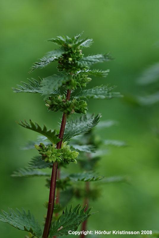 Mynd af Smánetlu (Urtica urens)