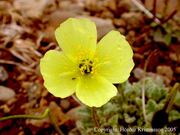 Mynd af Melasól (Papaver radicatum)