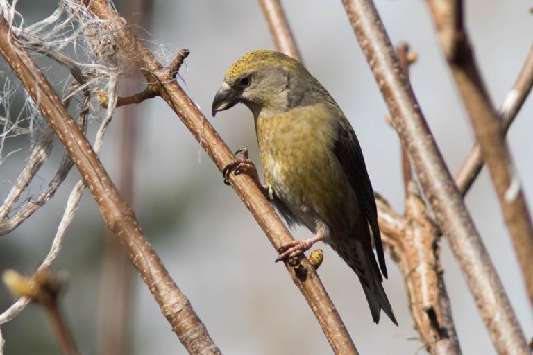 Krossnefur (Loxia curvirostra)