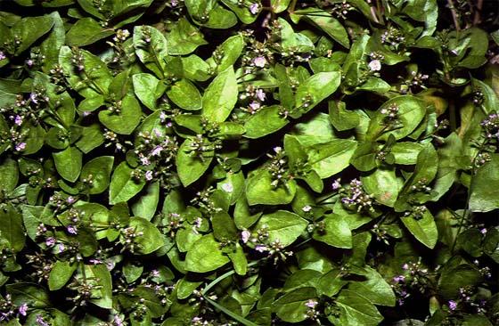 Mynd af Laugadeplu (Veronica anagallis-aquatica)