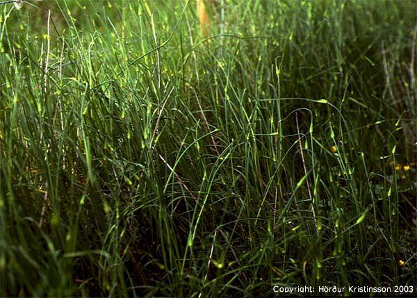 Mynd af Villilauk (Allium oleraceum)