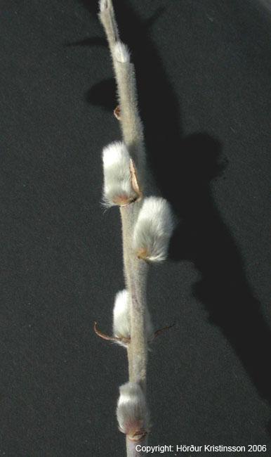 Mynd af Alaskavíði (Salix alaxensis)