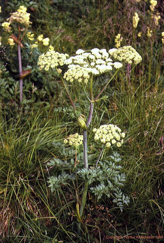 Mynd af Geithvönn (Angelica sylvestris)