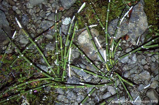 Mynd af Eski (Equisetum hyemale)