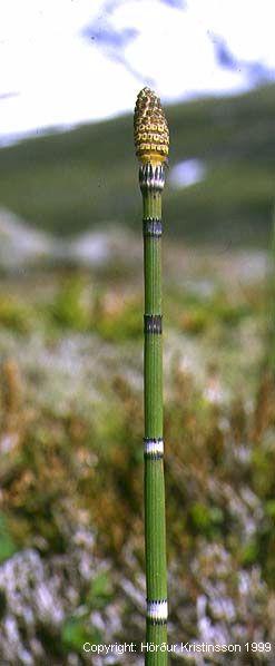 Mynd af Eski (Equisetum hyemale)
