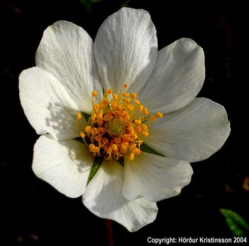 Mynd af Holtasóley (Dryas octopetala)