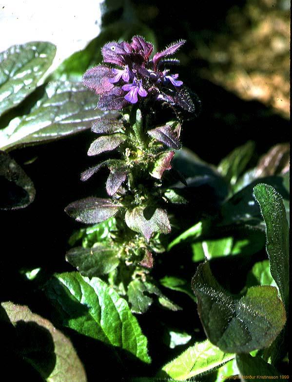 Mynd af Lyngbúa (Ajuga pyramidalis)