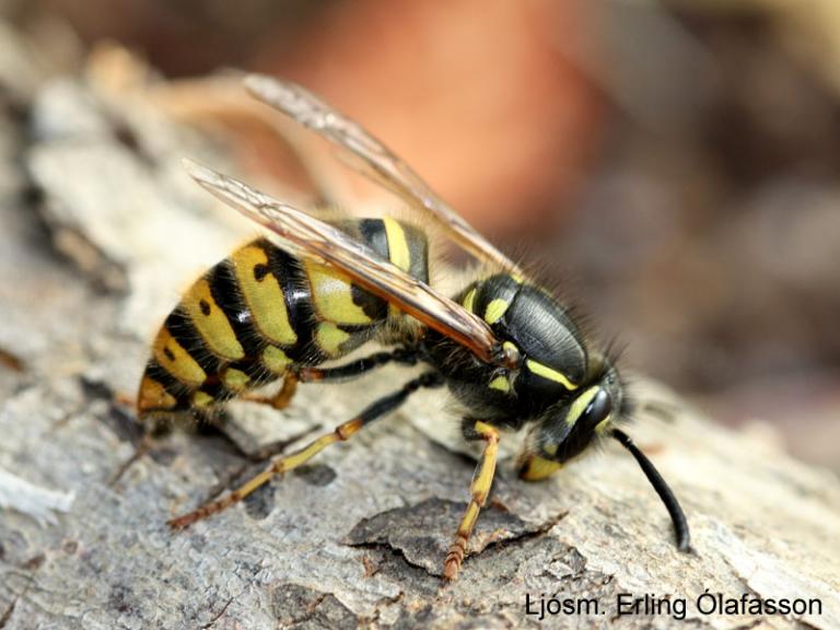 Holugeitungur - Vespula vulgaris