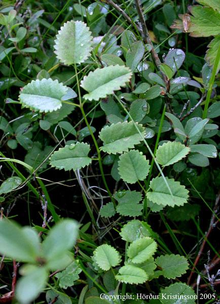 Mynd af Blóðkolli (Sanguisorba officinalis)