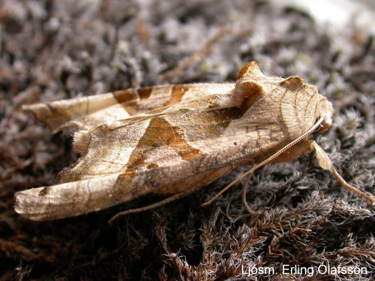 Skrautygla - Phlogophora meticulosa