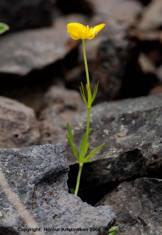 Mynd af Sifjarsóley (Ranunculus auricombus)