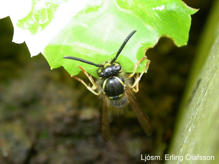 Trjágeitungur - Dolichovespula norwegica